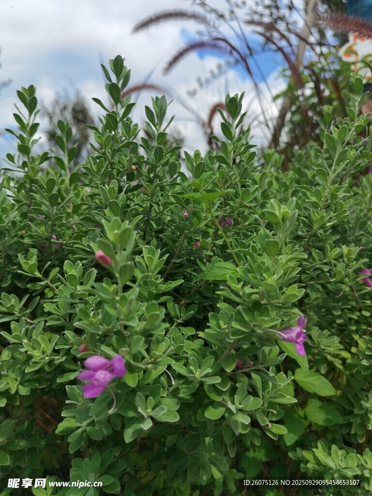 绿叶丛中绽放的紫色小花