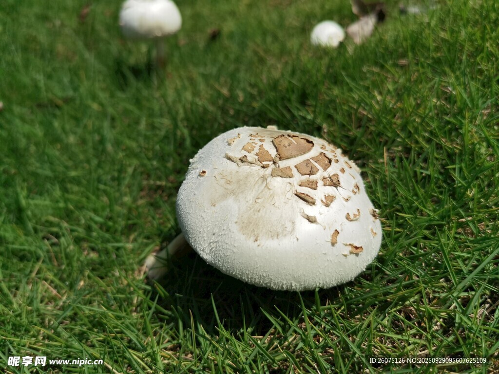 草地上的白色蘑菇