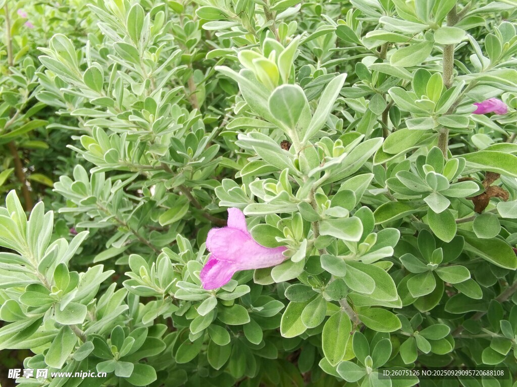 绿叶丛中的娇艳粉花