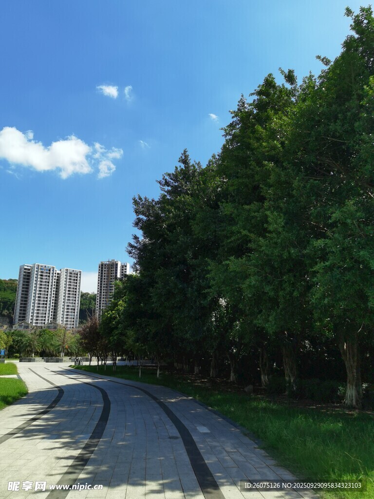 林荫小道城市中的静谧之路