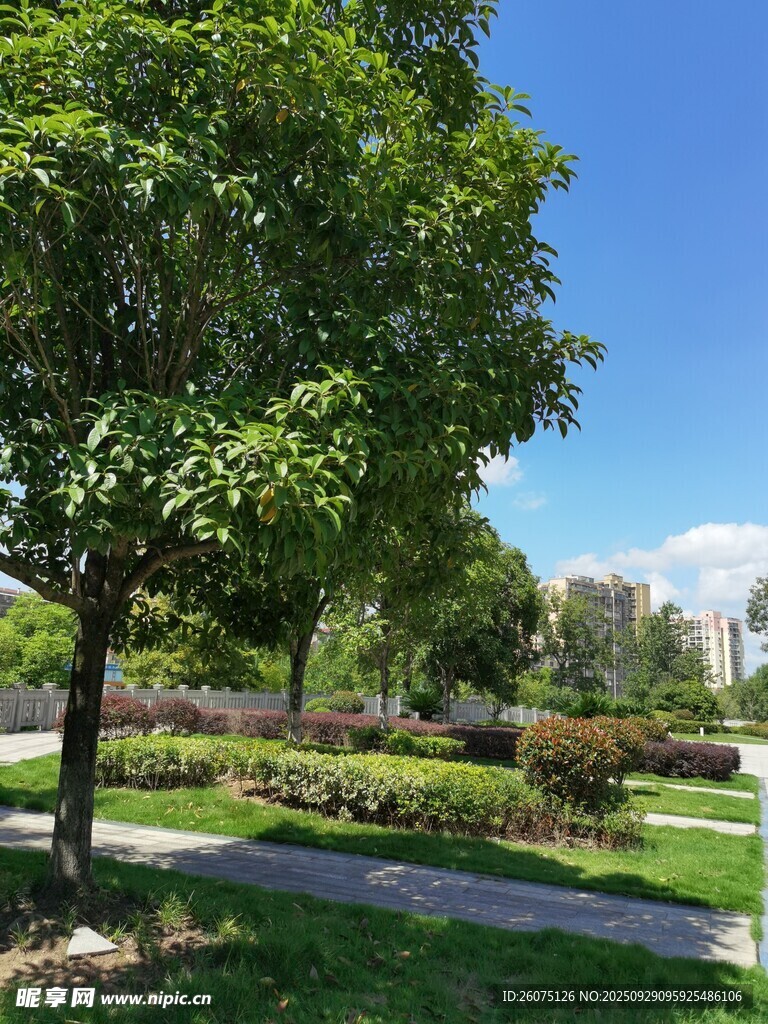 公园绿荫小道美景