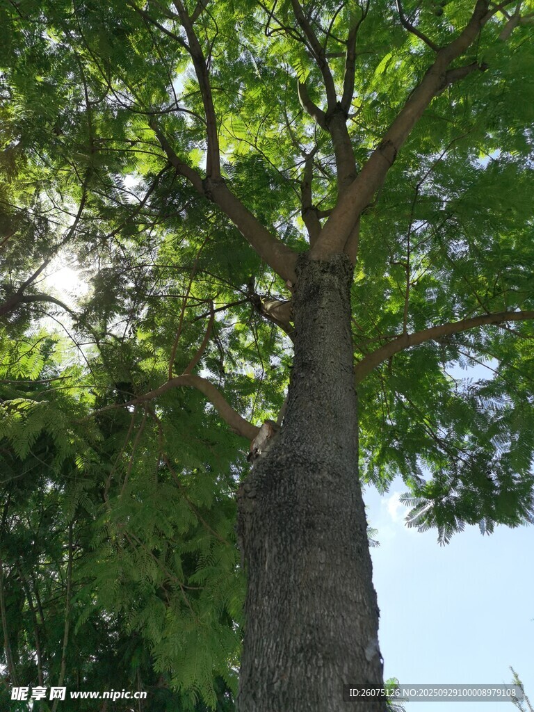 高大挺拔的茂盛绿树