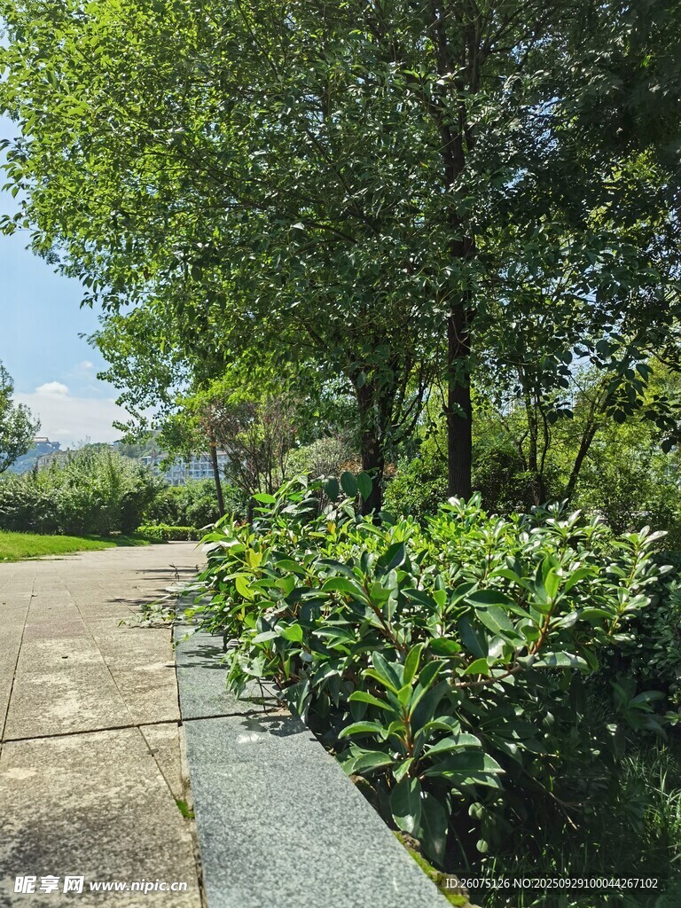 路边绿植与繁茂树木景观
