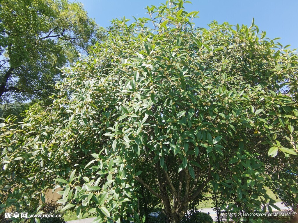 繁茂绿树展现自然生机