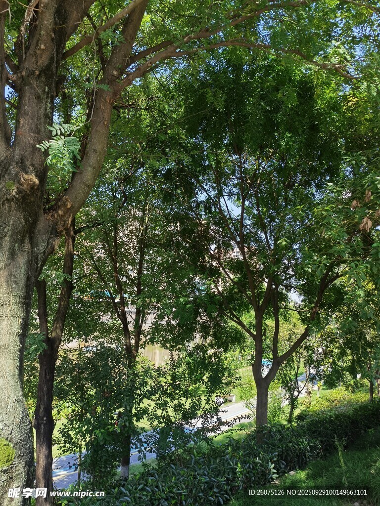 夏日林荫道的清新景致