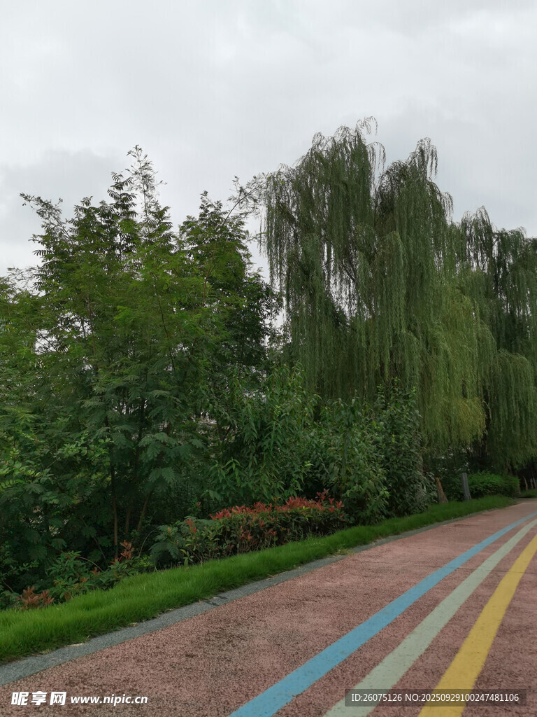 多彩步道旁的葱郁绿植