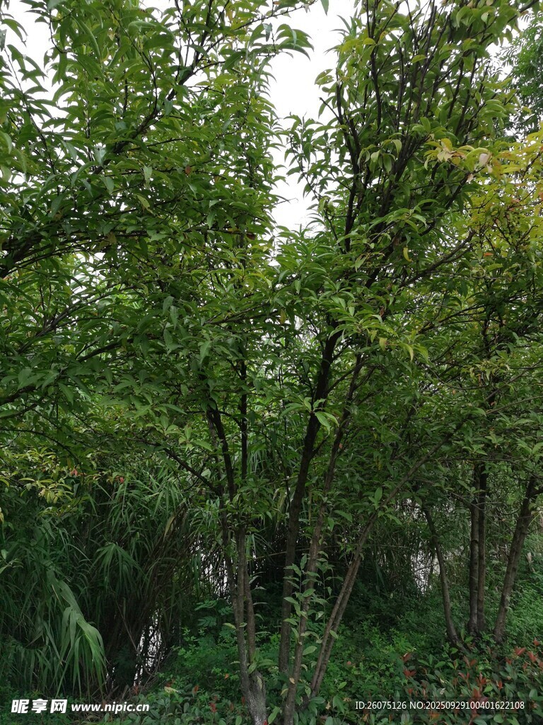 茂密树林绿意盎然
