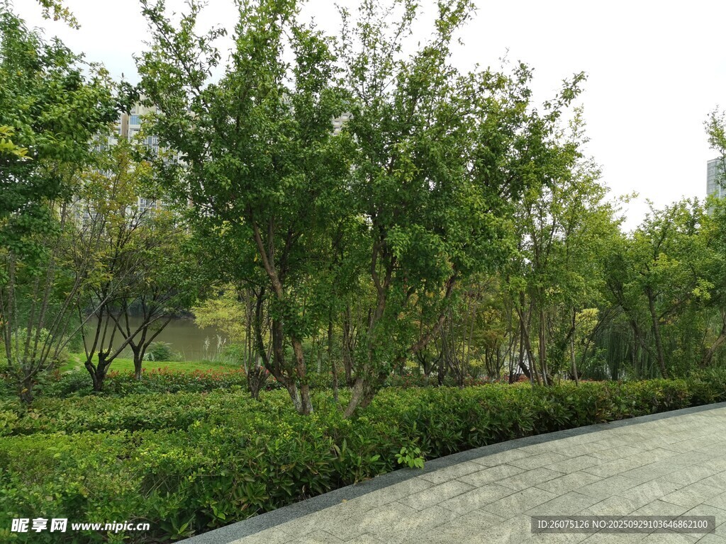 林荫小道旁的绿植景观