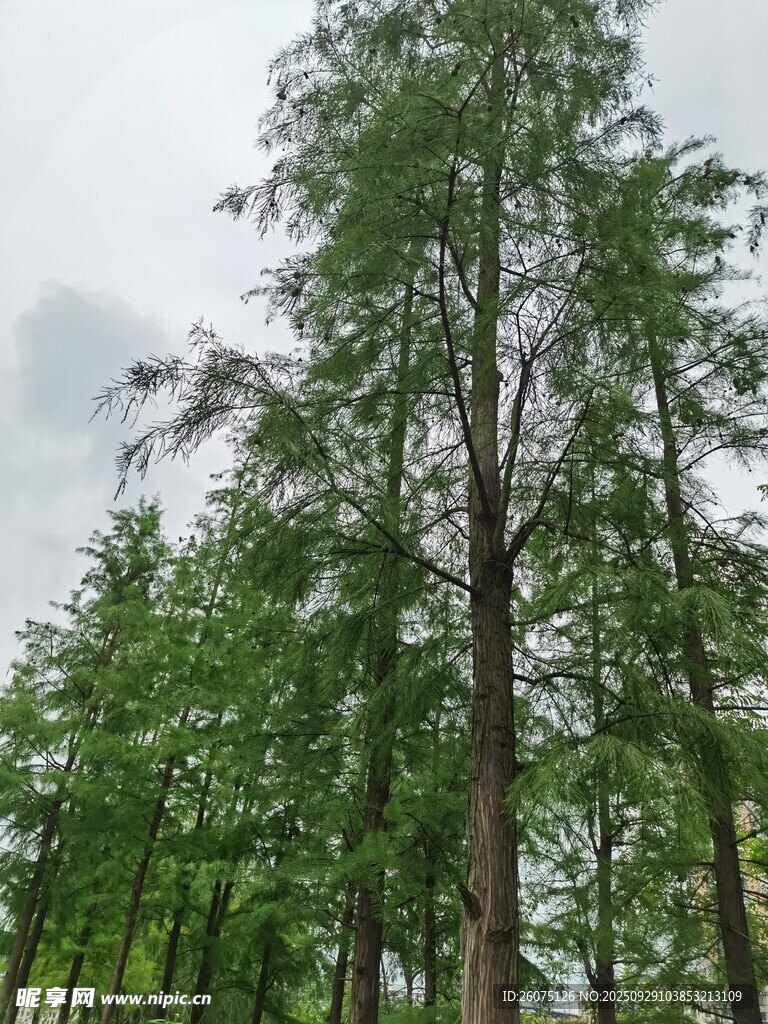挺拔杉树展现自然绿意