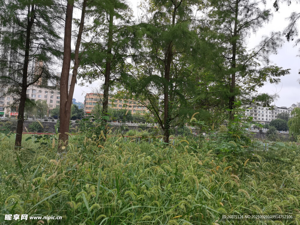 户外树林草地自然景象