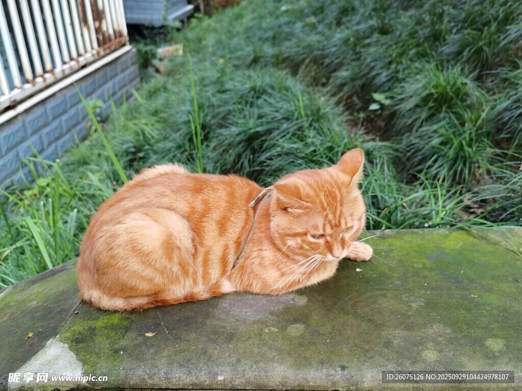 橘猫惬意躺卧在绿植旁