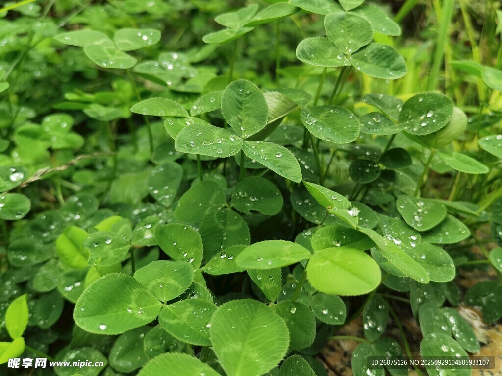 翠绿三叶草生机盎然