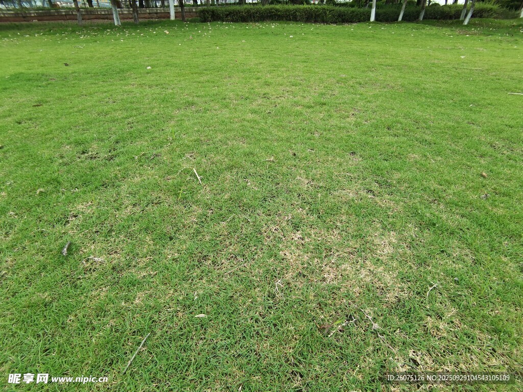 翠绿草地局部草色稍淡