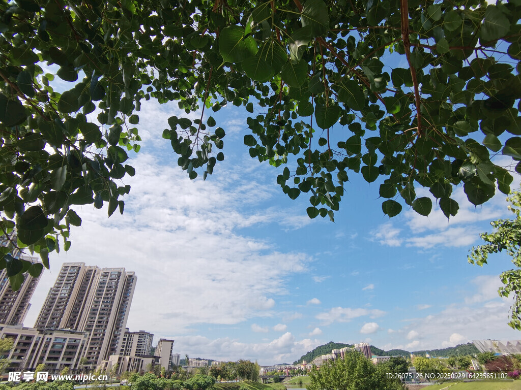 绿树掩映下的城市风光