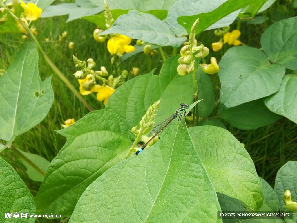 绿叶间的黄色小花与蜻蜓