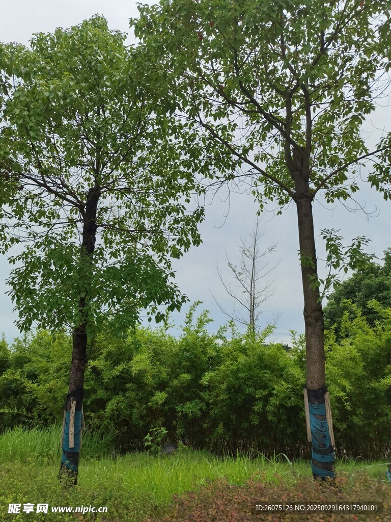 田野中的挺拔绿树