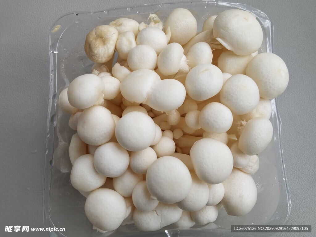 盒装新鲜白玉菇