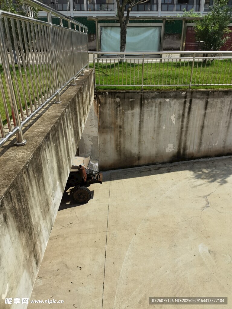 墙角处的流浪动物