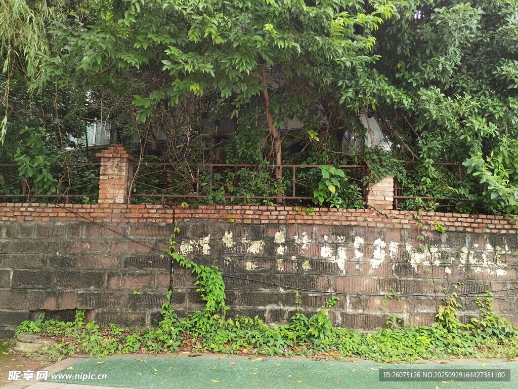 老旧围墙旁的绿植景观