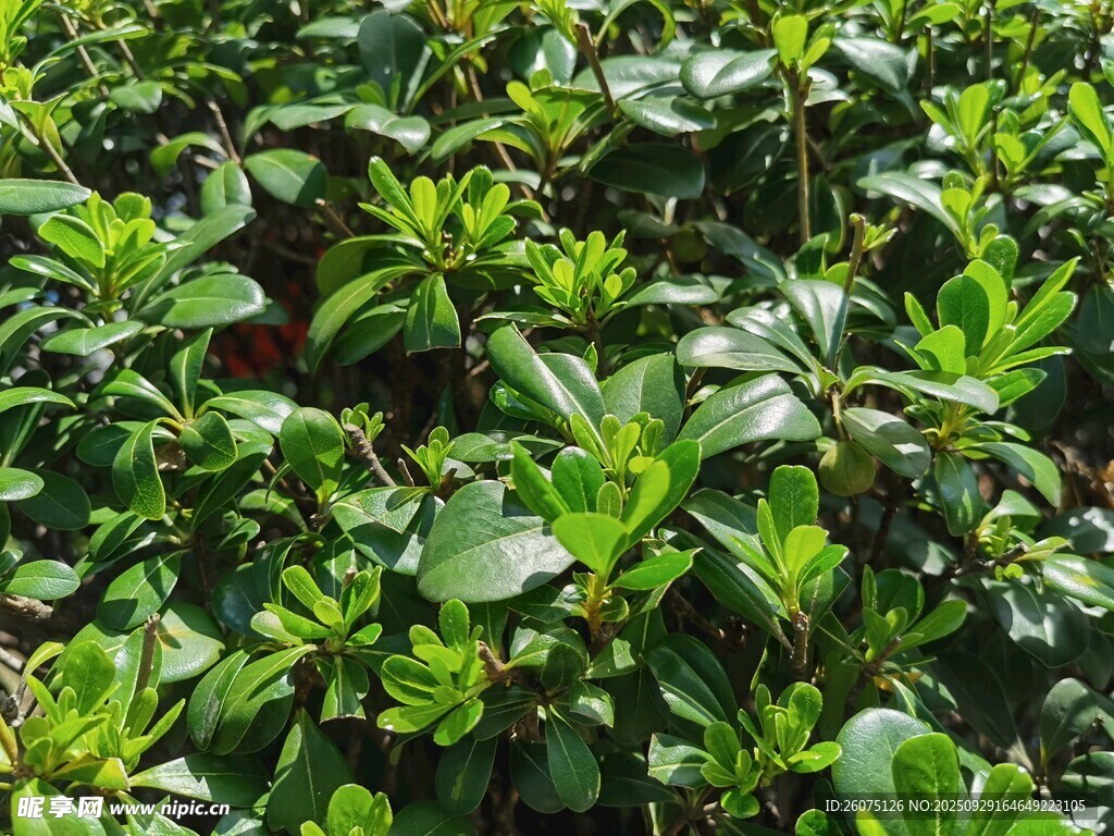 繁茂绿植景观
