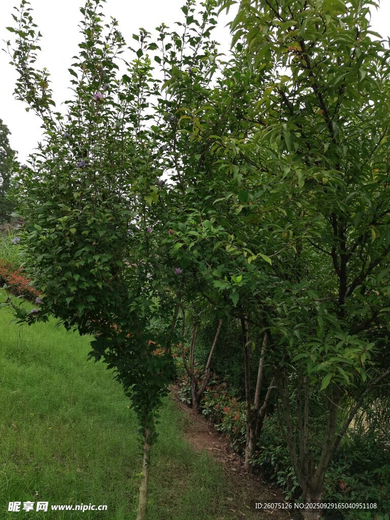 乡村绿树成荫的小道