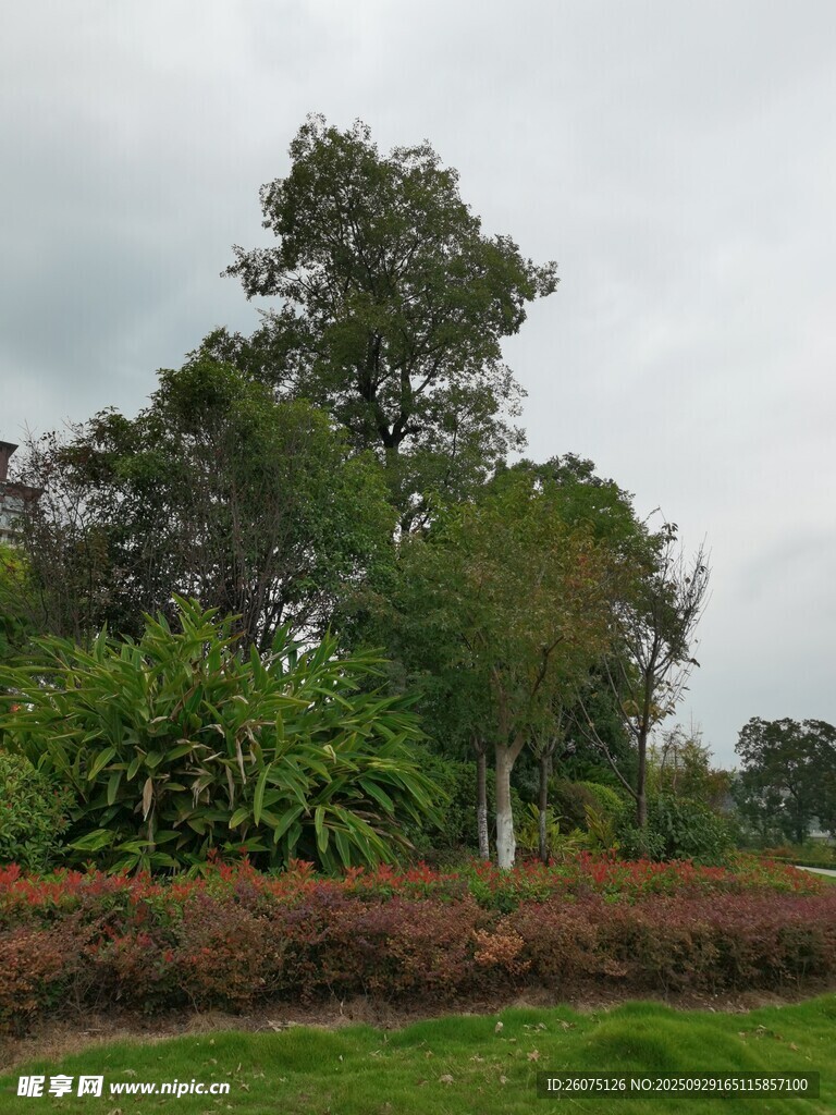 户外绿植景观