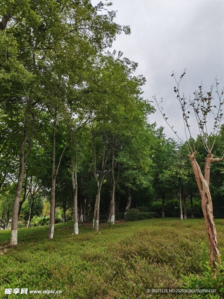 绿意盎然的林间草地