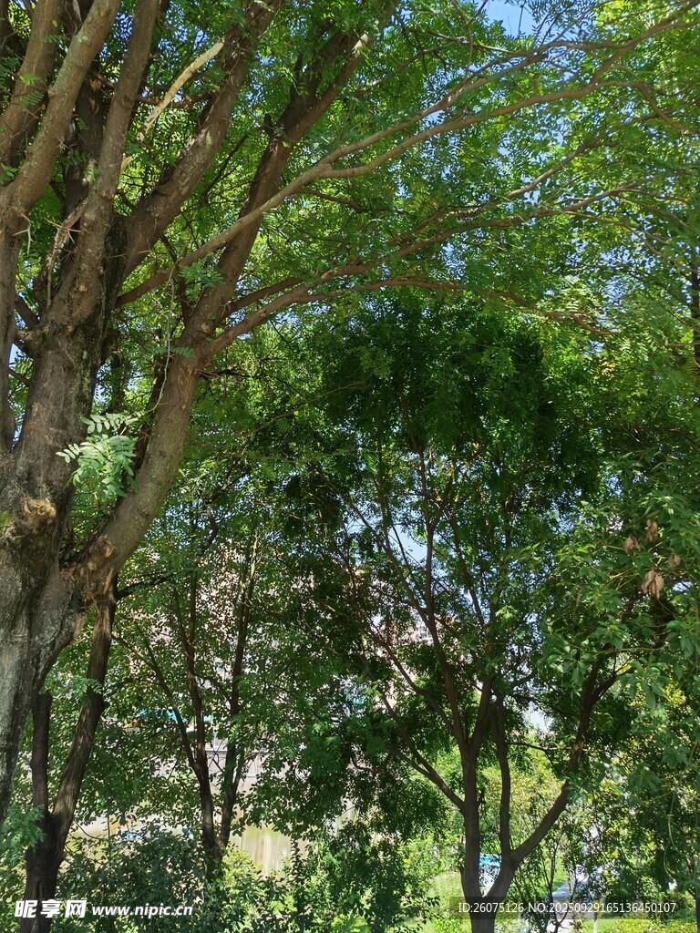 夏日繁茂树林景观