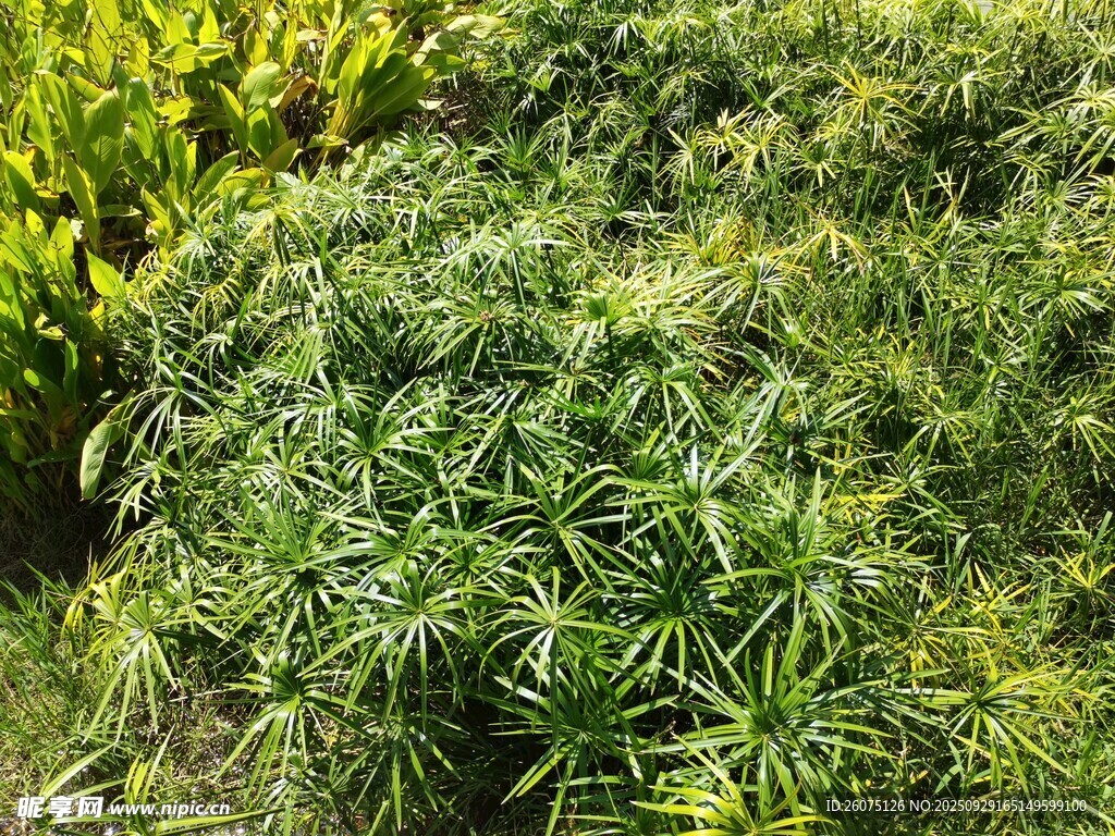 茂密绿植景观