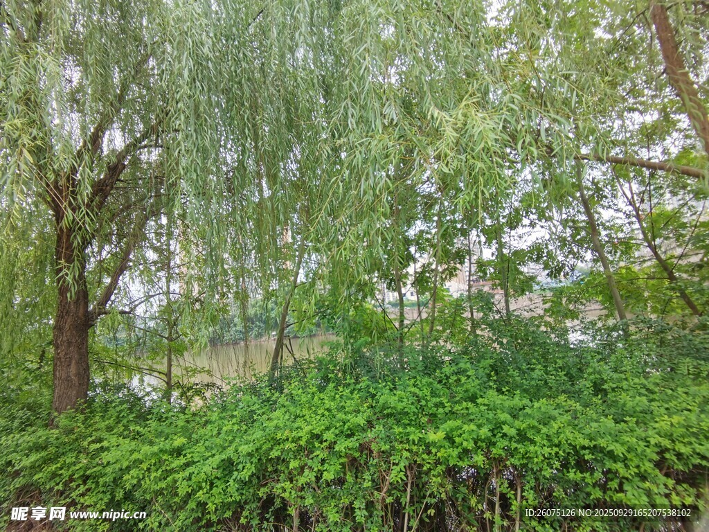 绿意盎然的树林景观