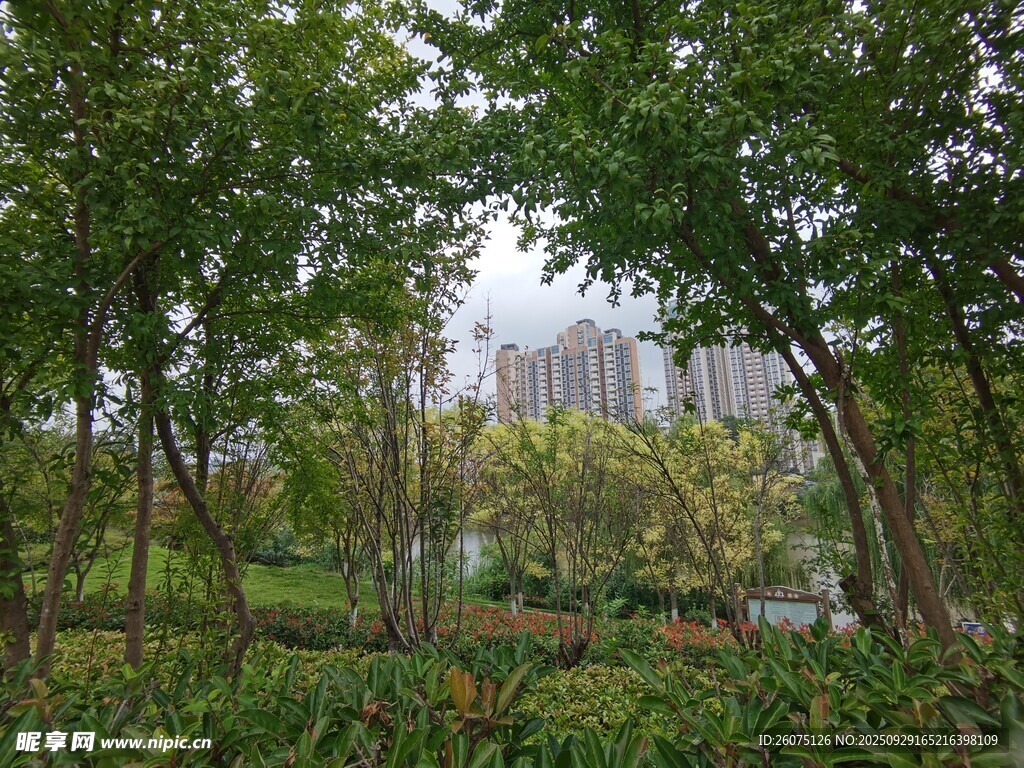 林间绿意盎然的自然景致