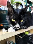 黑白色猫咪趴于木架上