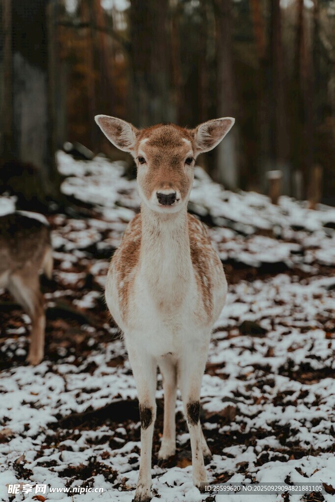 雪地中的小鹿