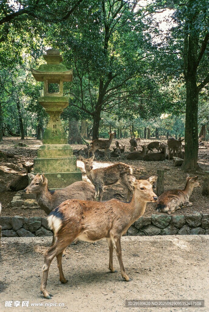 奈良公园中漫步的小鹿