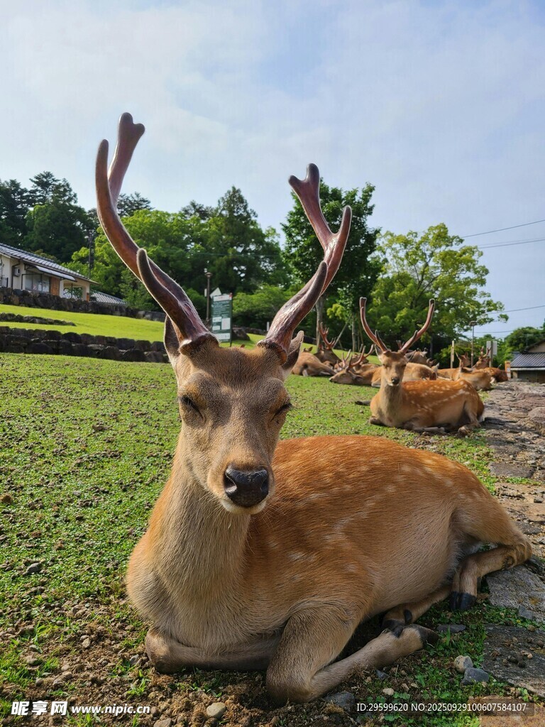 草地上休憩的美丽梅花鹿