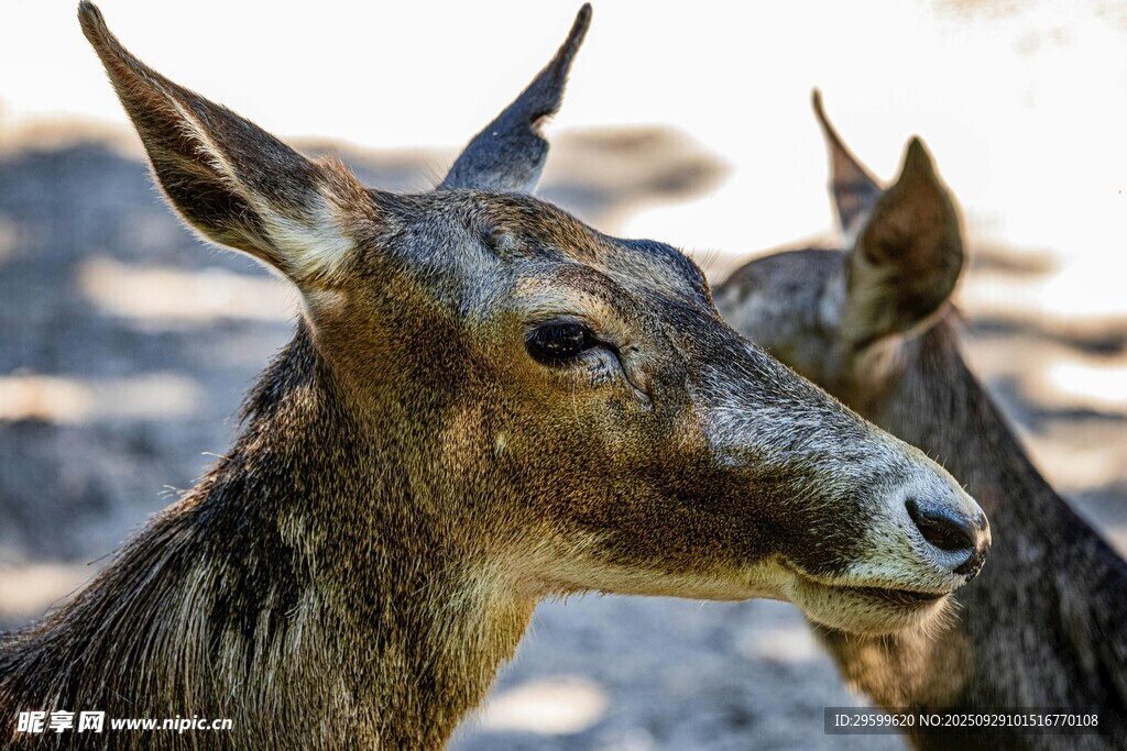 两只鹿的特写