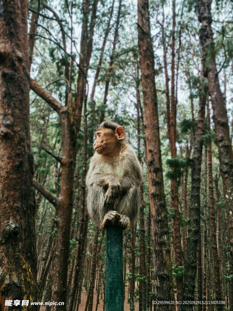 林间猴子独坐木杆