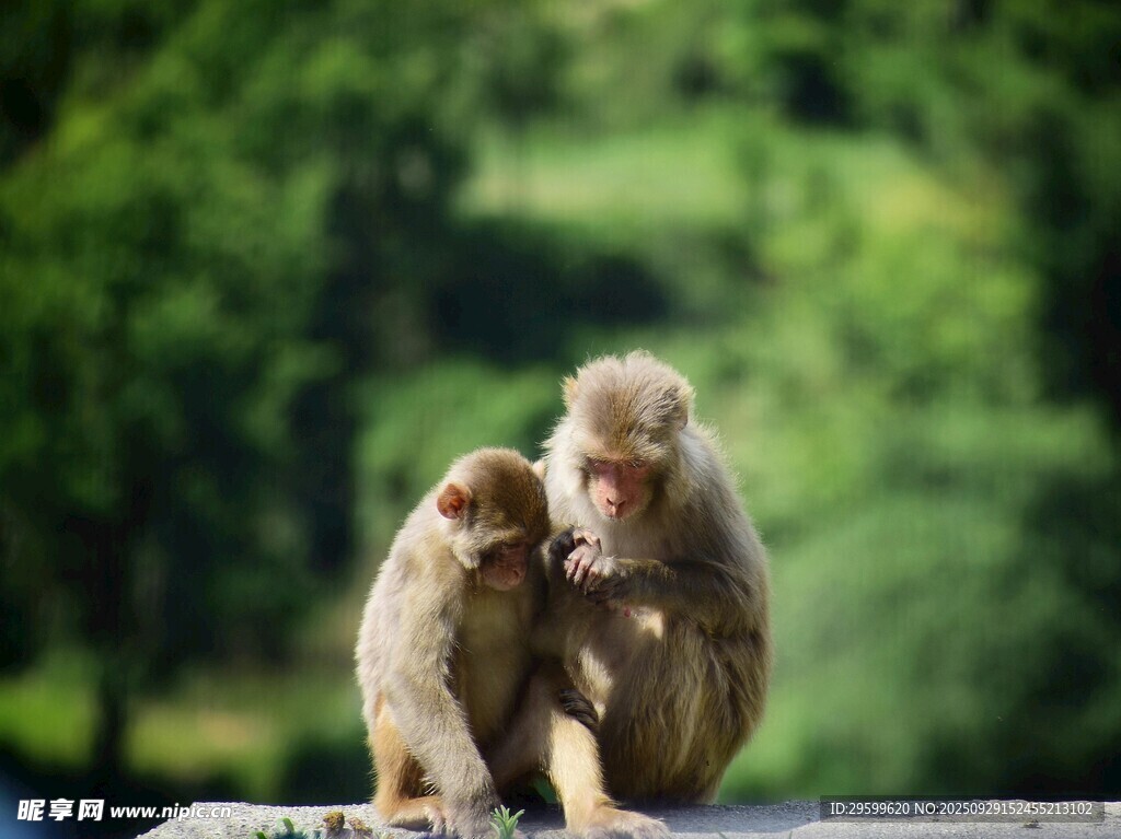 两只猴子亲昵互动场景