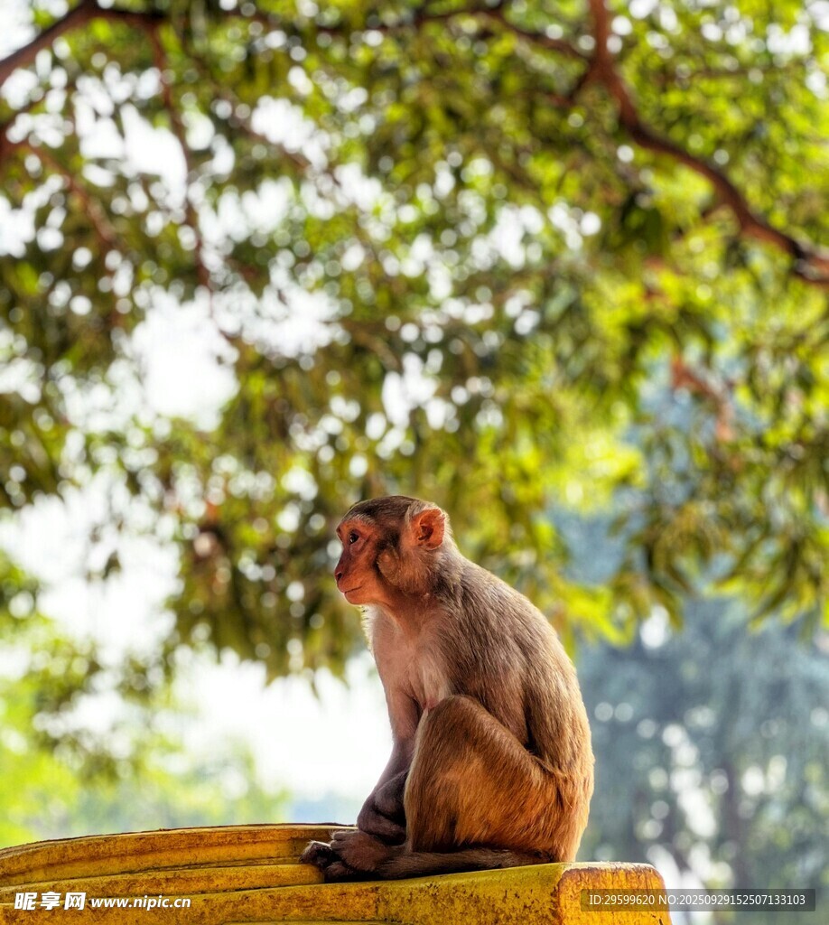 独坐石台的猴子