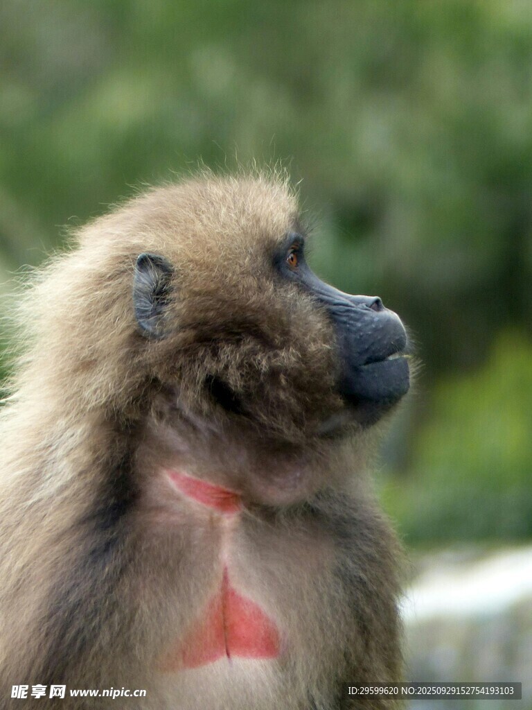 狒狒特写