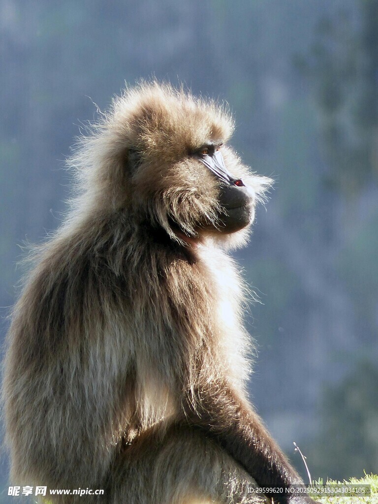 端坐的狒狒