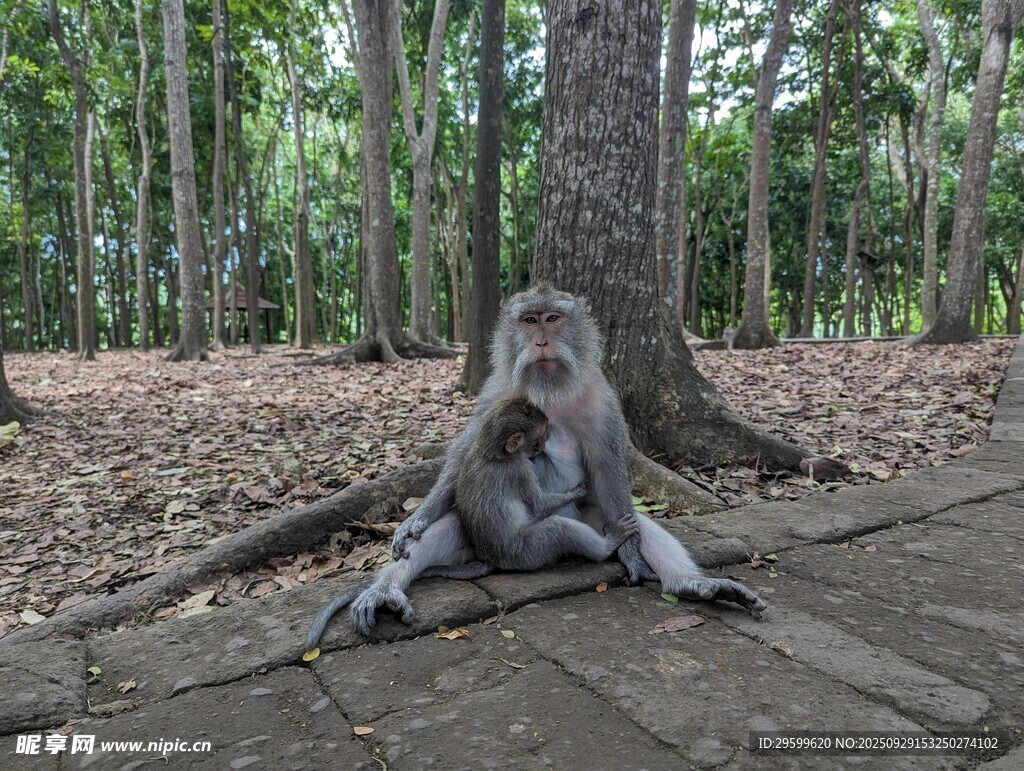林间独坐的猴子