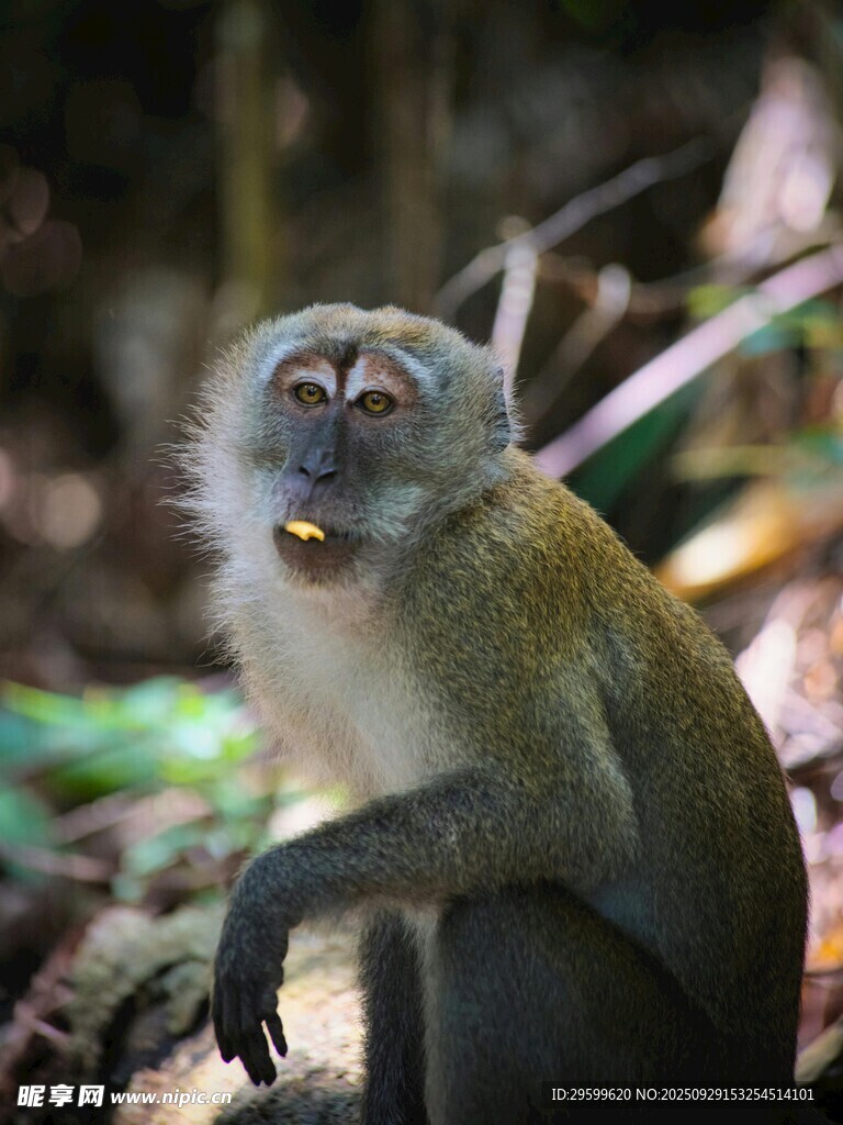 林中猴子张嘴似在进食