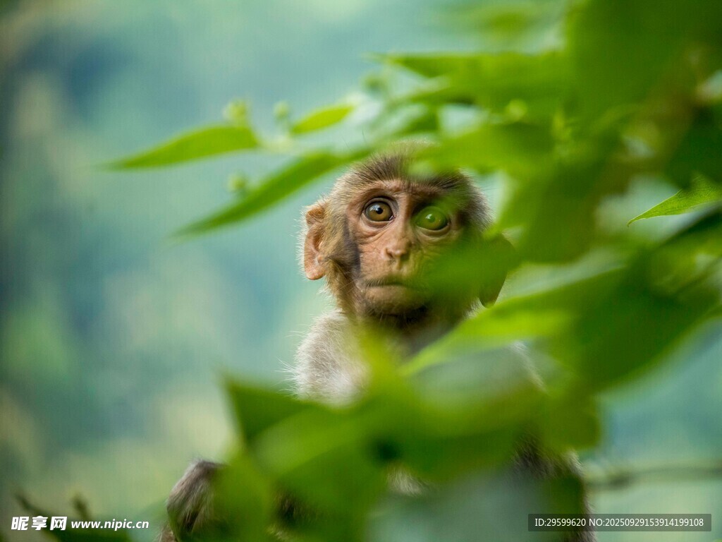 绿叶间的好奇小猴