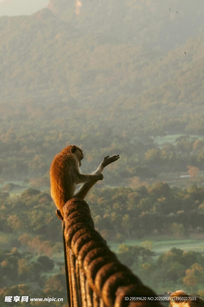 墙头猴子眺望远方风景