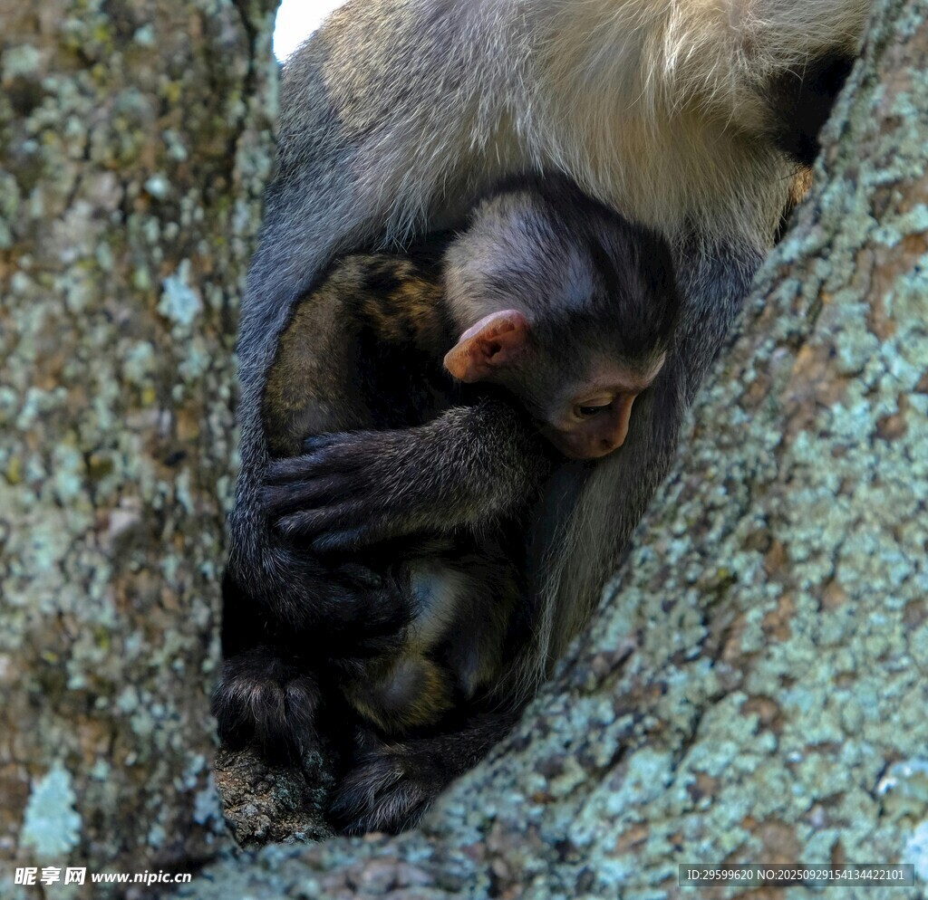 母猴与小猴依偎在树洞中
