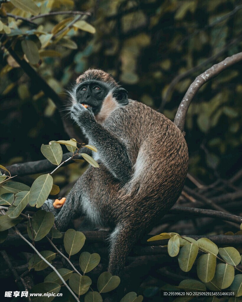 树上的长尾猴