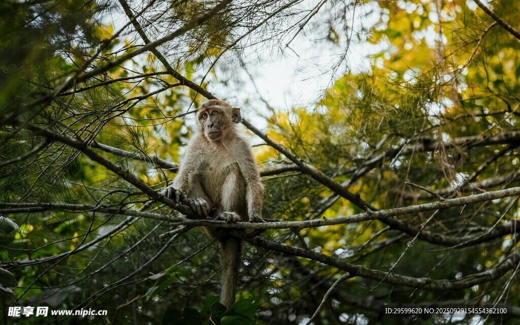 林间猴子坐枝头