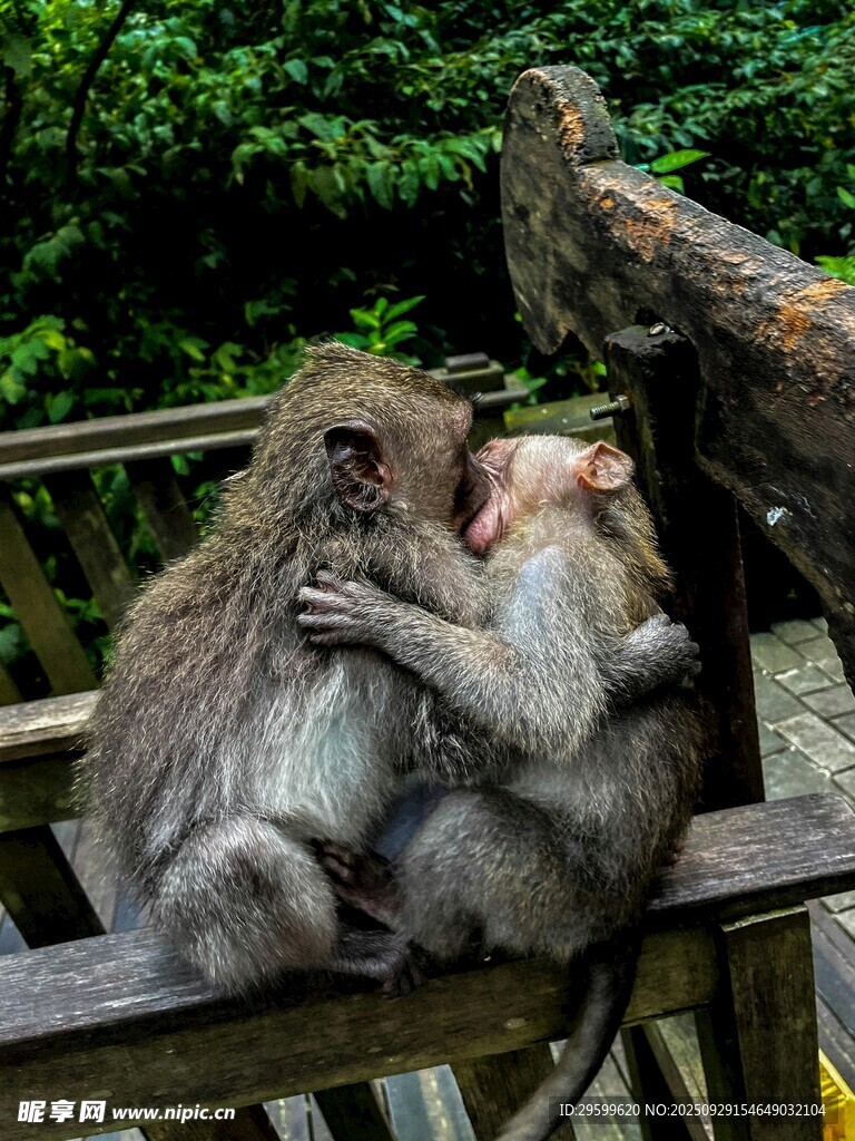 木栏上亲昵互动的两只猴子