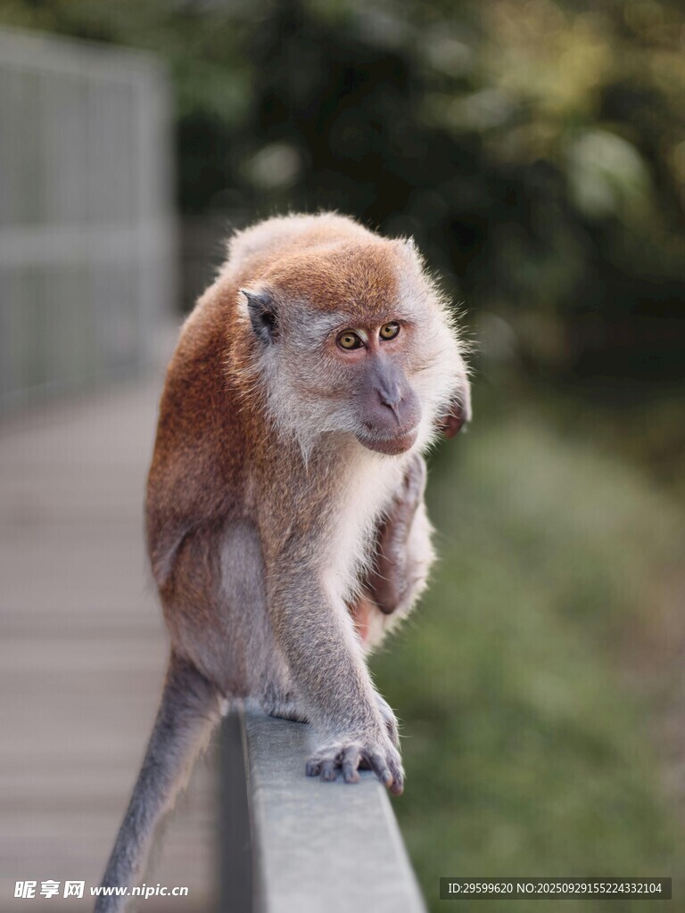 长鼻猴站在木栏杆上